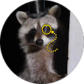 Whaccoon